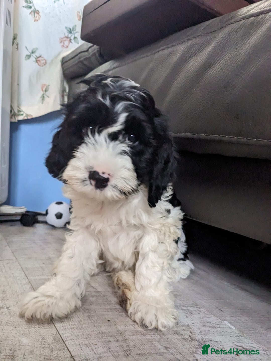 Cavapoo dogs for sale: Beautiful black and white cavapoo’s puppies - Advert 11