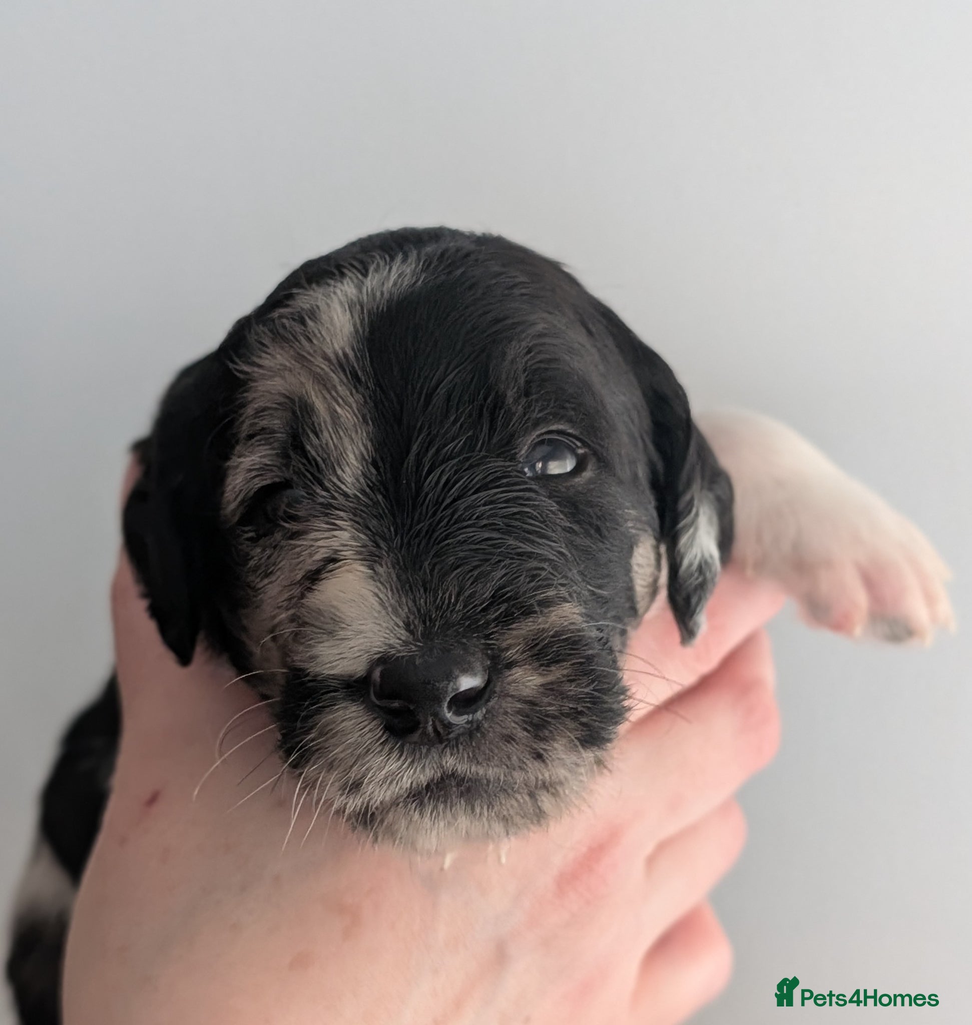 Labradoodle dogs for sale: Unique Labradoodles - Merle, Phantom, Black, Red - Advert 13