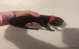 Standard Poodle dogs for sale: Beautiful litter of Standard Poodle Puppies  - Image 5