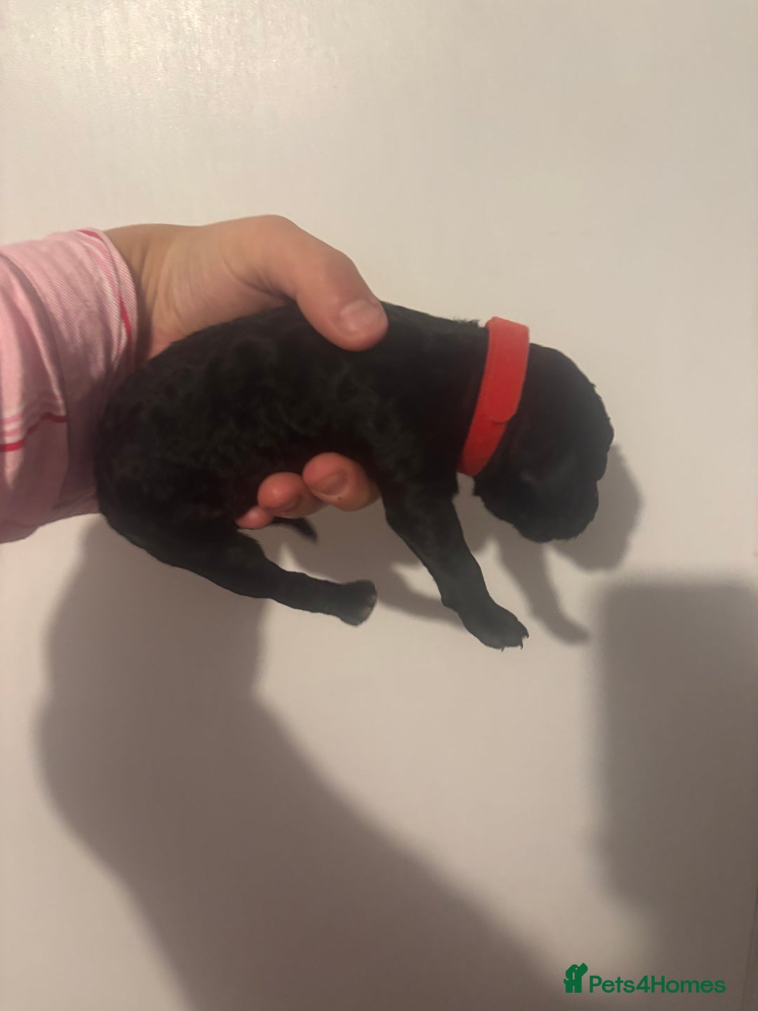 Standard Poodle dogs for sale: Beautiful litter of Standard Poodle Puppies  - Image 5