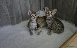 Savannah cats for sale: TICA Registered F8 savannah kittens  - Image 17