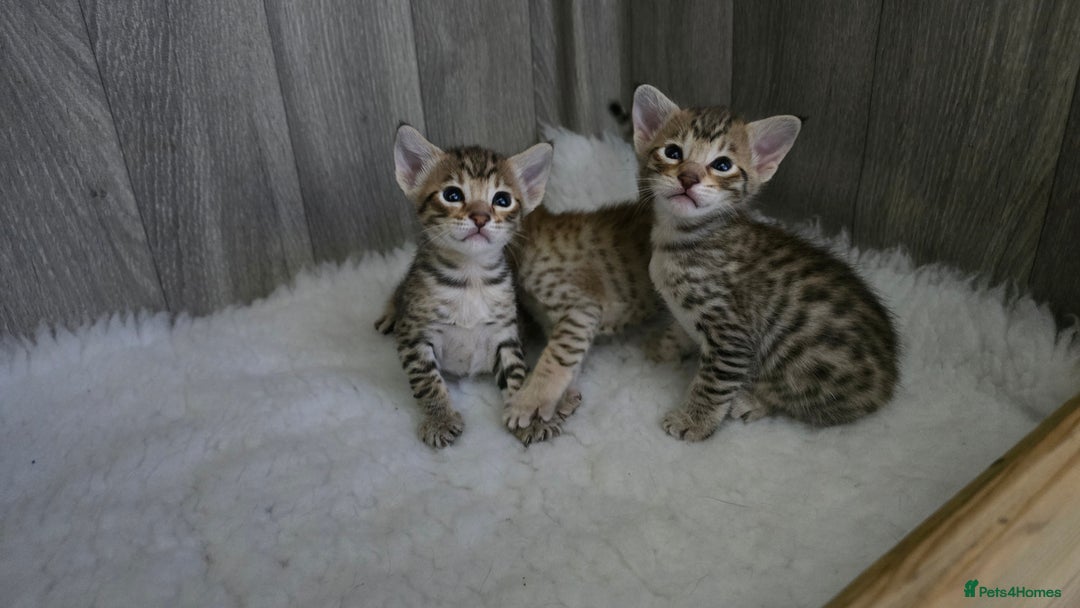 Savannah cats for sale: TICA Registered F8 savannah kittens  - Image 17