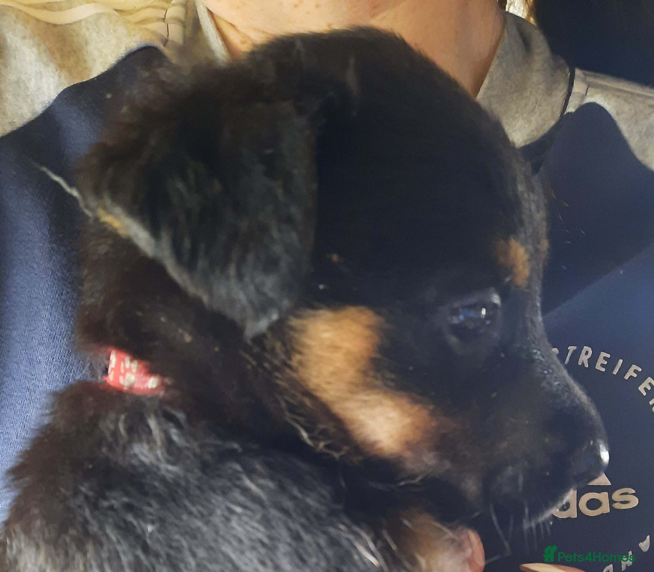 Mixed Breed dogs Rottweiler X German Shepherd Puppies  in Bristol - Advert 4