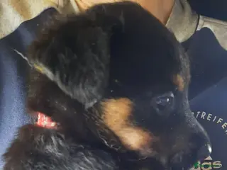 Mixed Breed dogs Rottweiler X German Shepherd Puppies in Bristol - Advert 12