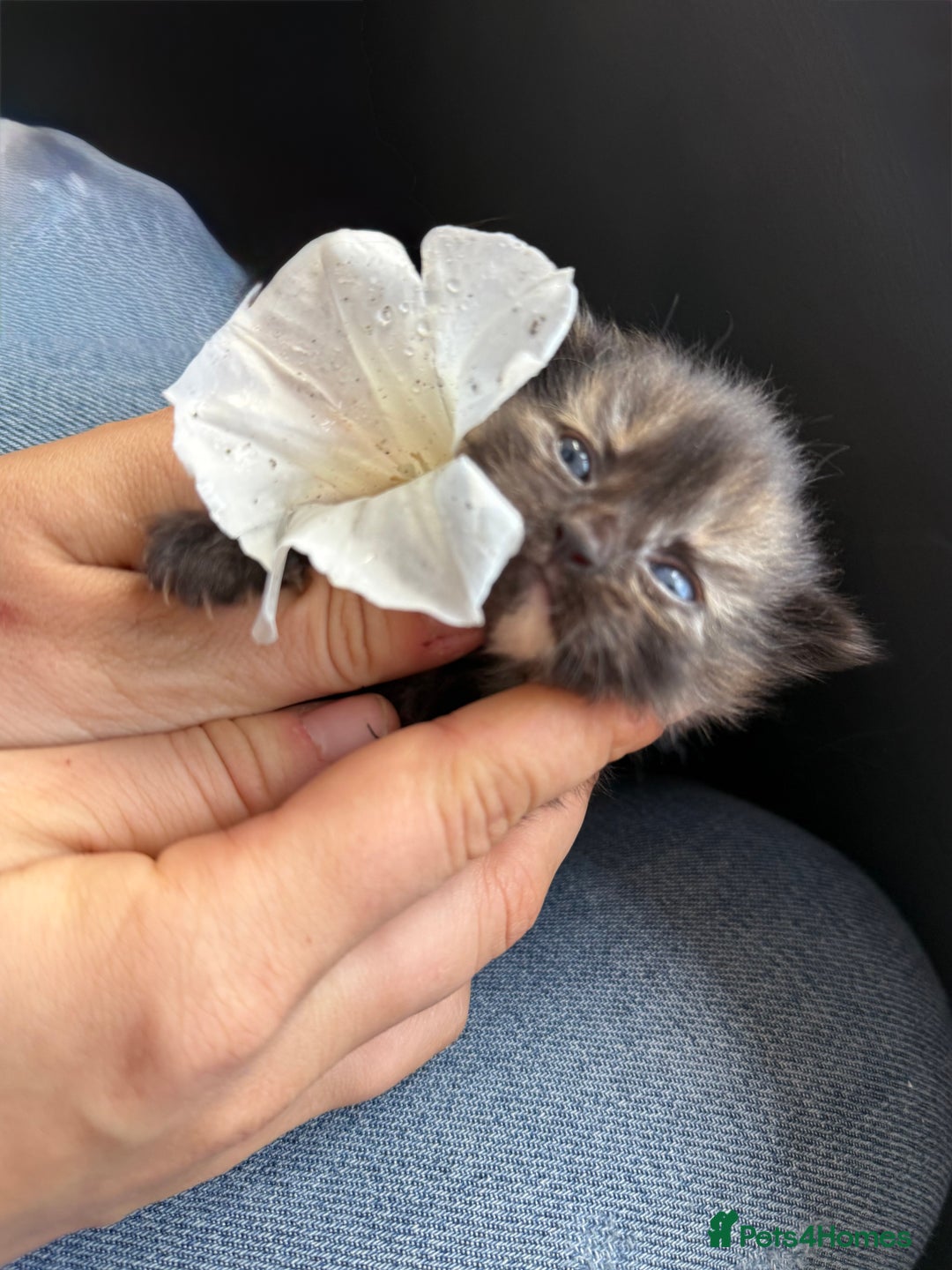 Mixed Breed cats for sale: Kittens  - Image 1