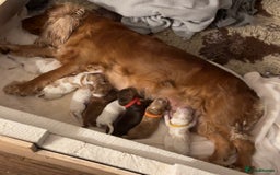 Cocker Spaniel dogs for sale: English show spaniels for sale - Image 9
