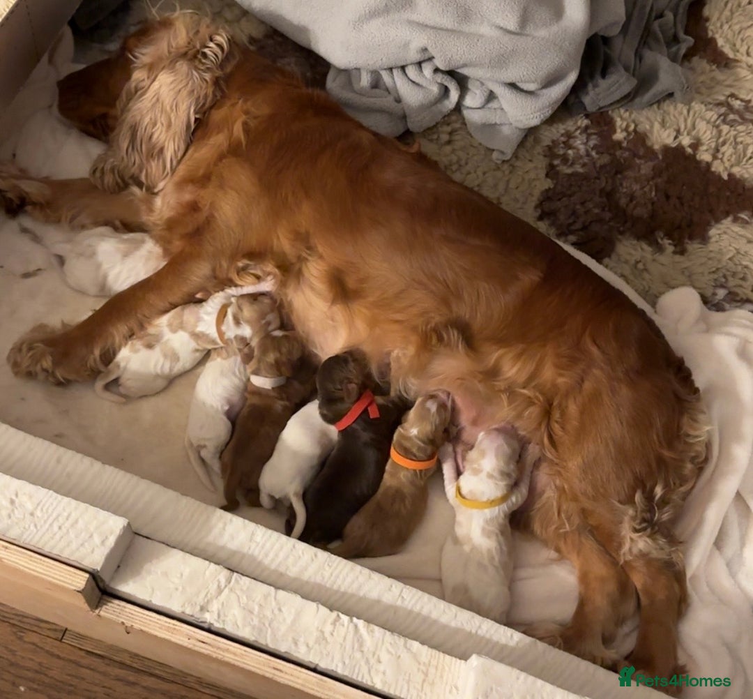 Cocker Spaniel dogs for sale: English show spaniels for sale - Image 9