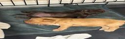 Cocker Spaniel dogs for sale: Beautiful Show Type Cocker Spaniels - Advert 6