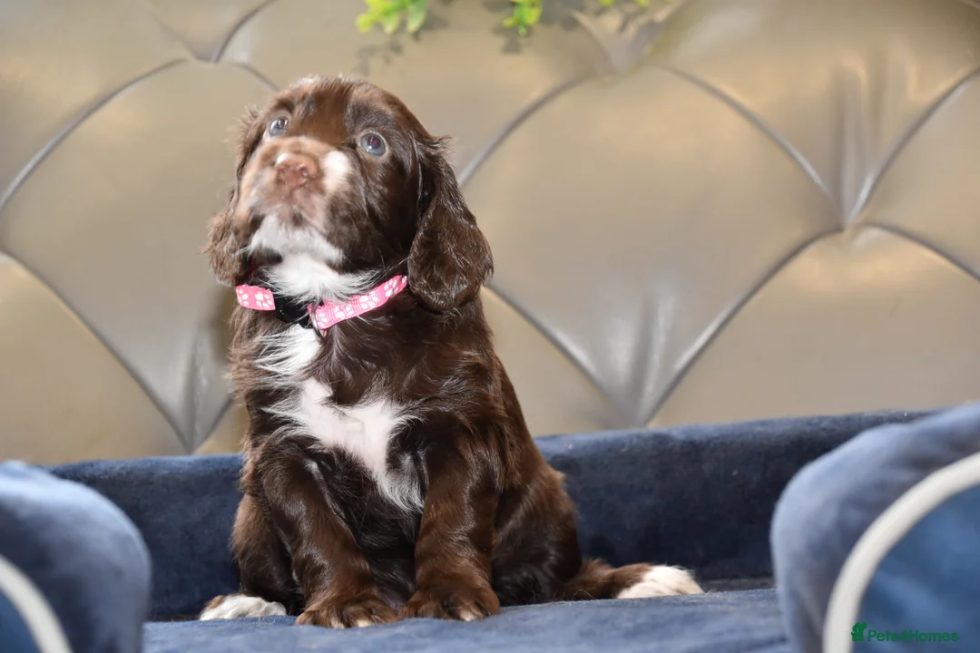 Cocker Spaniel dogs for sale: Kc Reg  Cocker Spaniel Puppies Health Tested - Advert 4