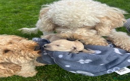 Miniature Poodle dogs for sale: KC registered miniature poodle puppies - Image 4