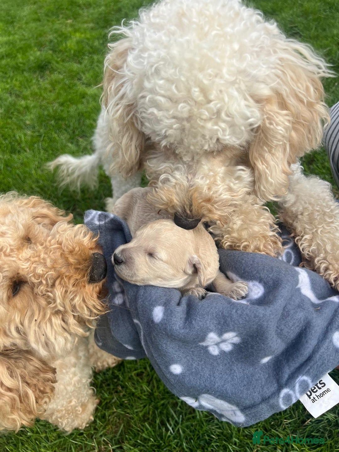 Miniature Poodle dogs for sale: KC registered miniature poodle puppies - Image 4