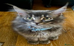 Maine Coon cats for sale: Maine Coon Kittens Ready for Their Forever Homes - Advert 4