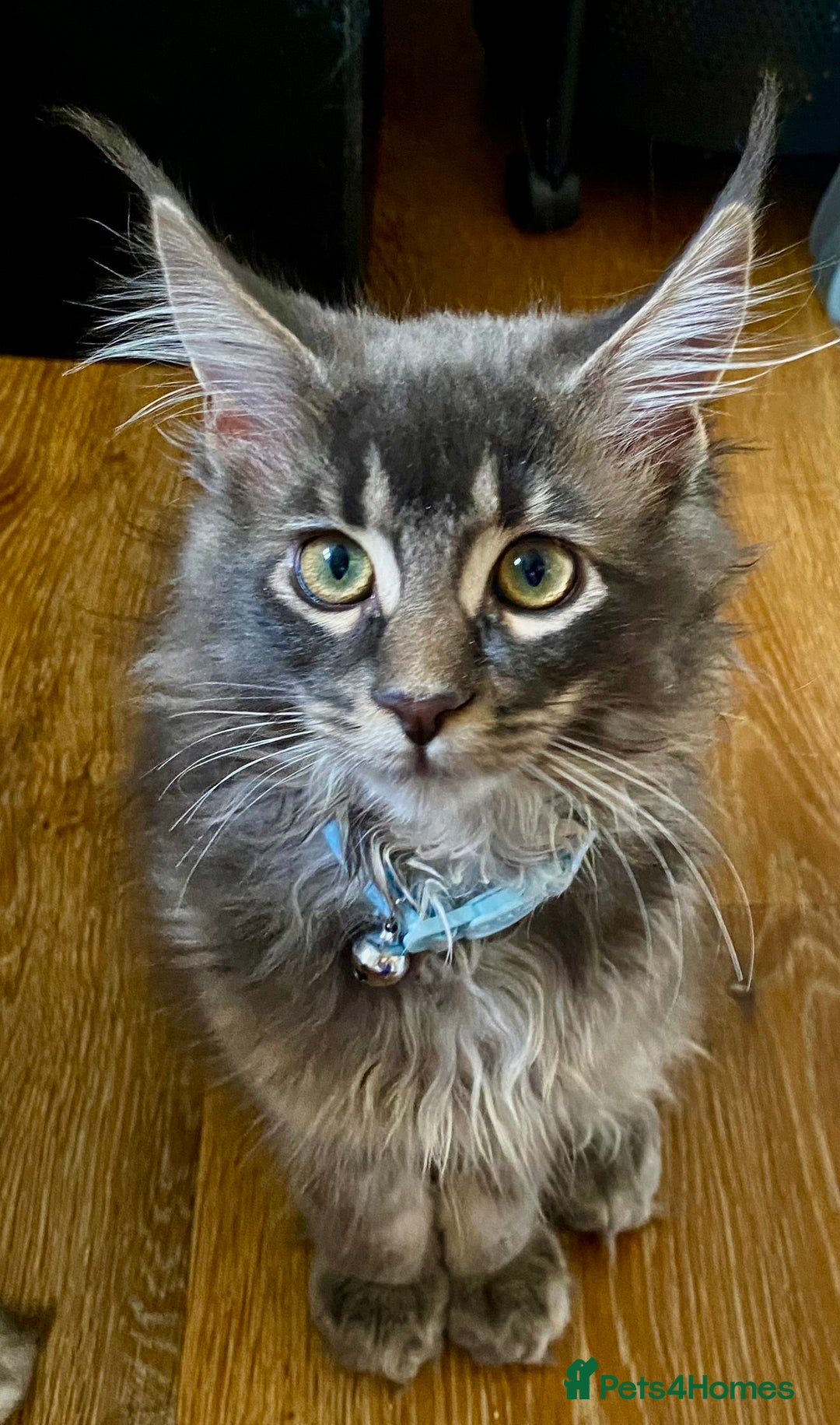 Maine Coon cats for sale: Maine Coon Kittens Ready for Their Forever Homes - Advert 4