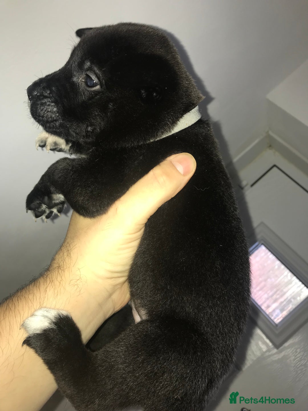 Mixed Breed dogs for sale: Cane corso x American akita cross(READY TO LEAVE) - Image 16