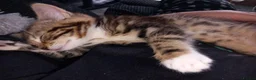 Mixed Breed cats for sale: Tabby female in Bishop Auckland - Advert 7