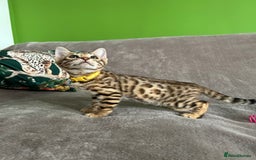 Bengal cats for sale: Gorgeous Pure Bengal Kittens Ready To Go! ❤️ - Image 8