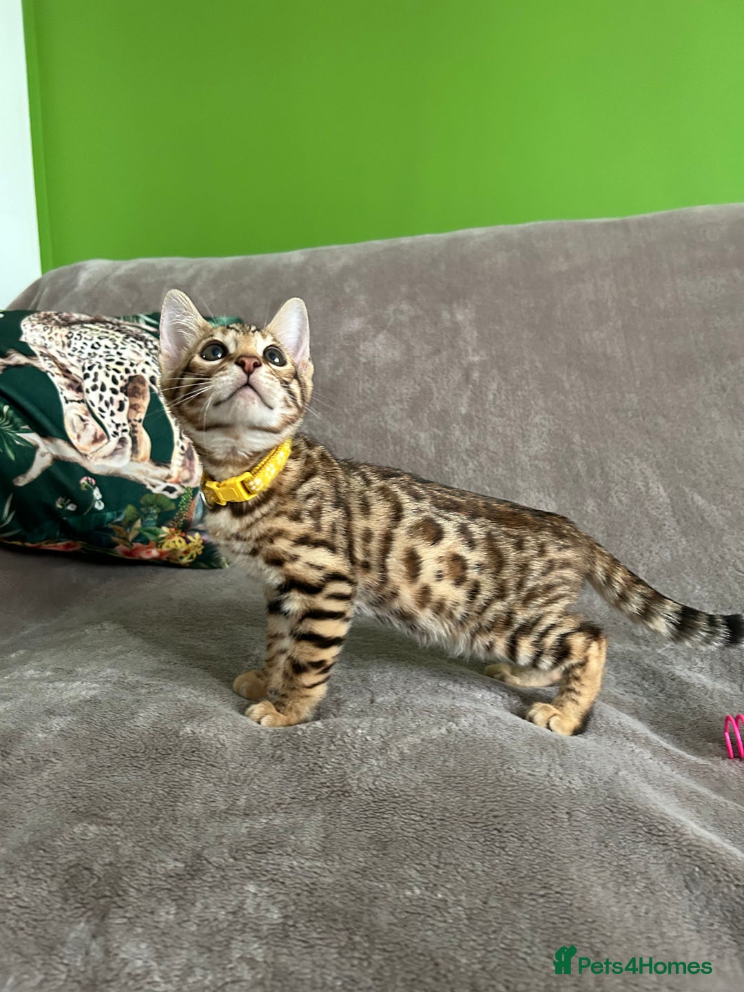 Bengal cats for sale: Gorgeous Pure Bengal Kittens Ready To Go! ❤️ - Image 8