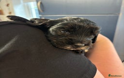 Cockapoo dogs for sale: F2 cockapoo’s (last girl) - Advert 12