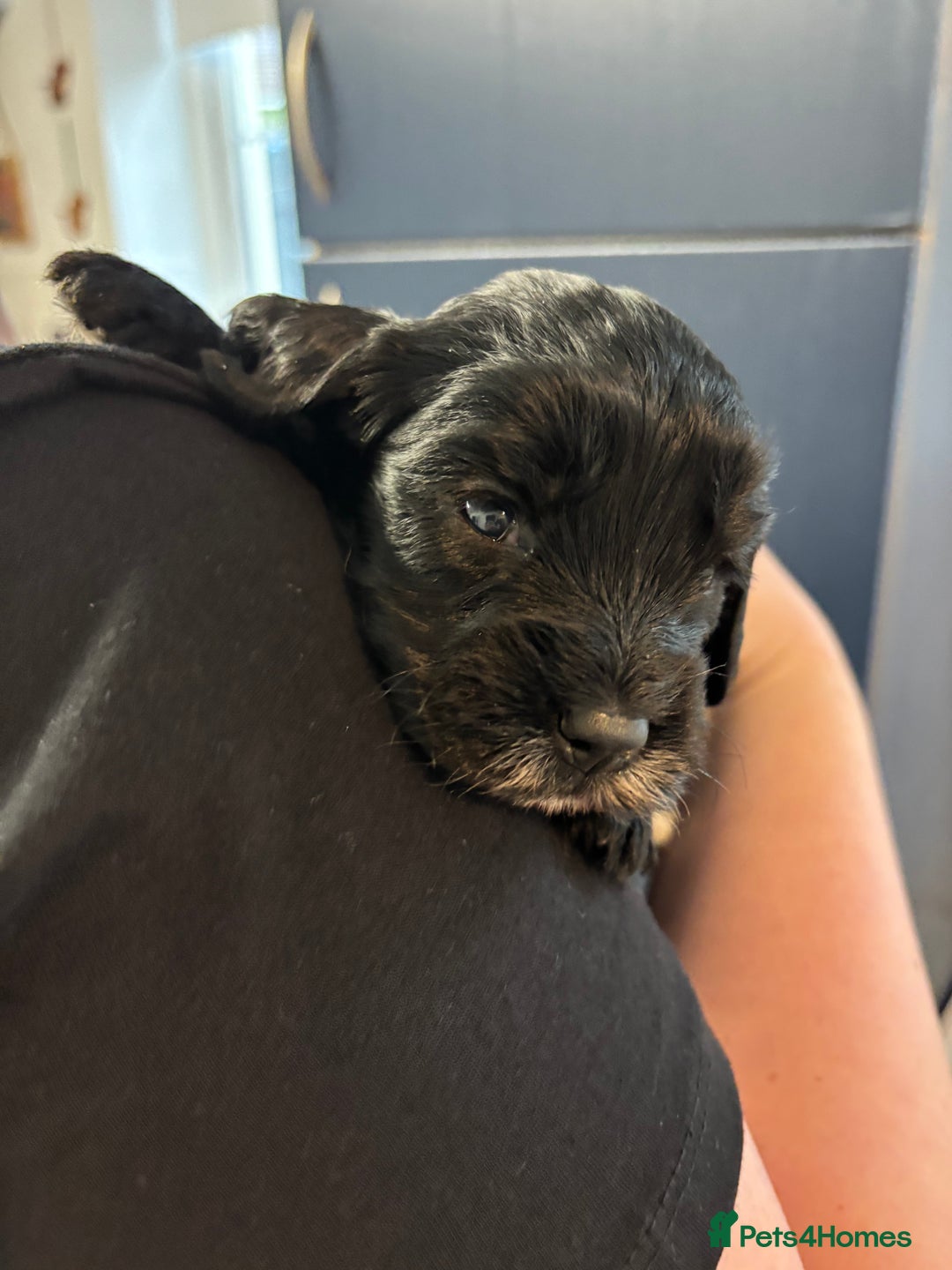 Cockapoo dogs for sale: F2 cockapoo’s (last girl) - Advert 12