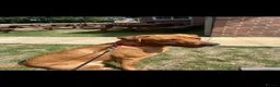 Labrador Retriever dogs for stud: 🦊 Milo-KC Registered Fox Red working Lab, STUD - Advert 2