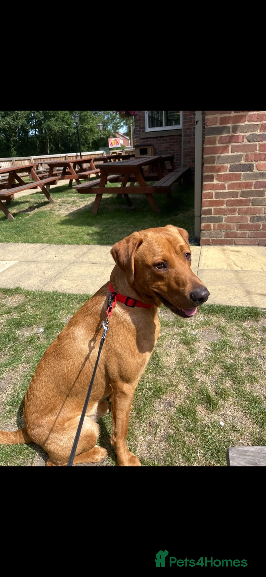 Labrador Retriever dogs for stud: 🦊 Milo-KC Registered Fox Red working Lab, STUD - Advert 2
