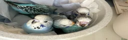 Budgerigars birds for sale: Baby budgies for sale  in Camberley - Advert 2