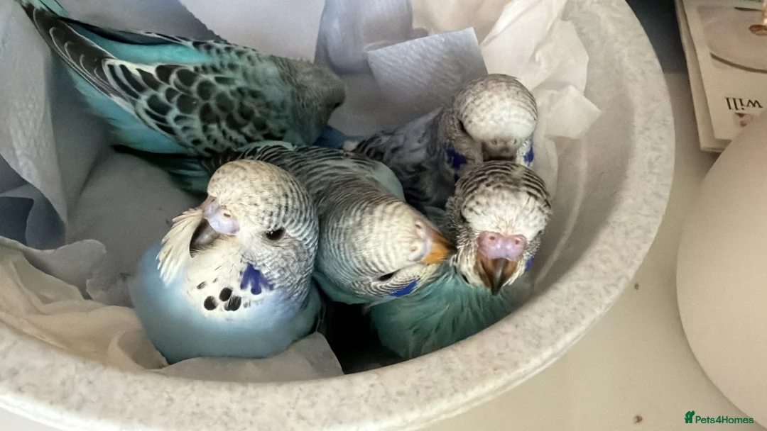Budgerigars birds for sale: Baby budgies for sale  in Camberley - Advert 2