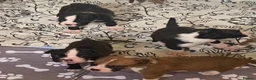 Boxer dogs for sale: Kc reg boxer pups bobtail and full tail  - Advert 29