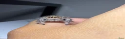 Spiders invertebrates for sale: Apalachicola Jumping spider x5  - Advert 5