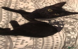 British Shorthair cats for sale: Female cat needing a new loving home  - Image 2