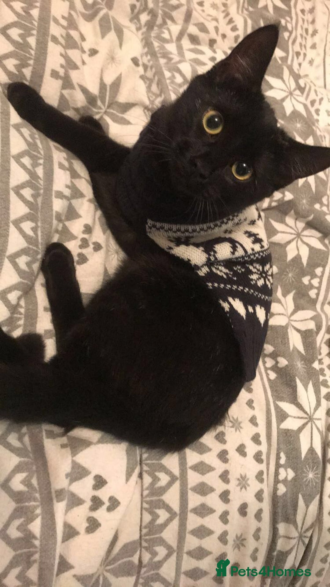 British Shorthair cats for sale: Female cat needing a new loving home  - Image 2