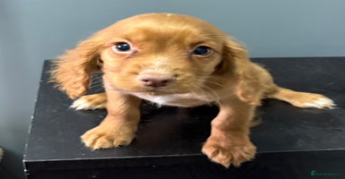 Cocker Spaniel dogs READY NOW FULLY VAX RED WORKING COCKER SPANIELS - Advert 3