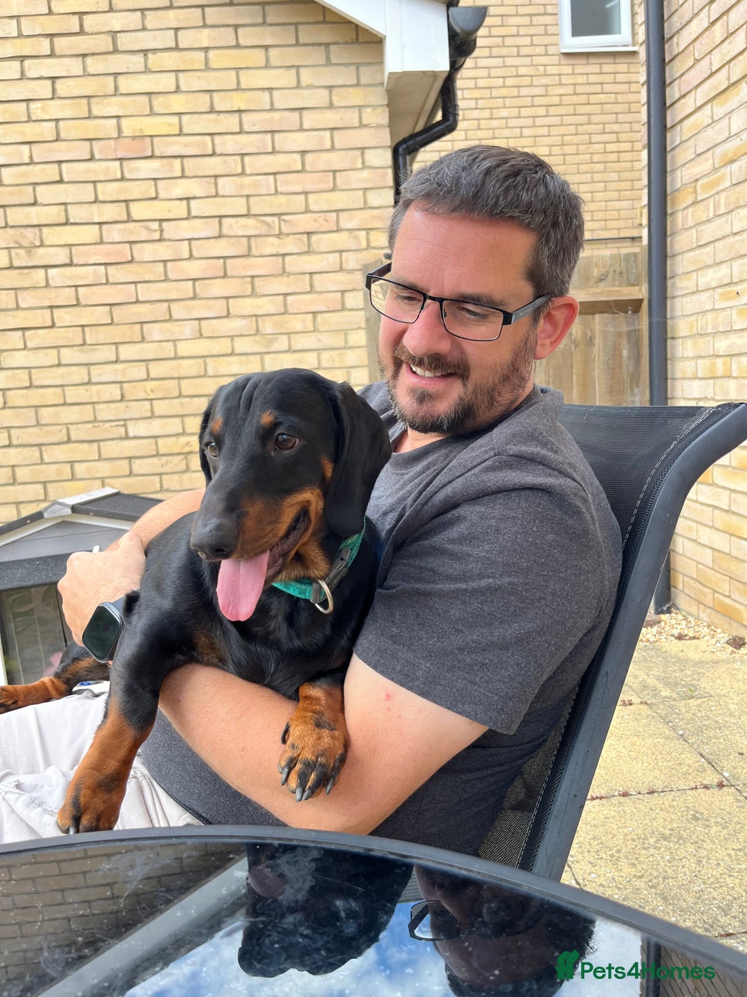 Dachshund dogs for sale: Daschund named Bertie - Image 2
