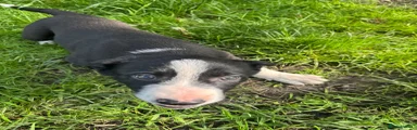 Smooth Collie Puppy 1