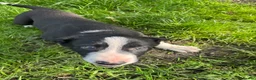 Smooth Collie dogs for sale: ISDS registered Collie Pups in Rossendale - Advert 4