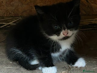 Ragdoll cats - Advert 14