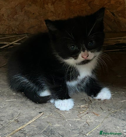 Ragdoll cats - Advert 3