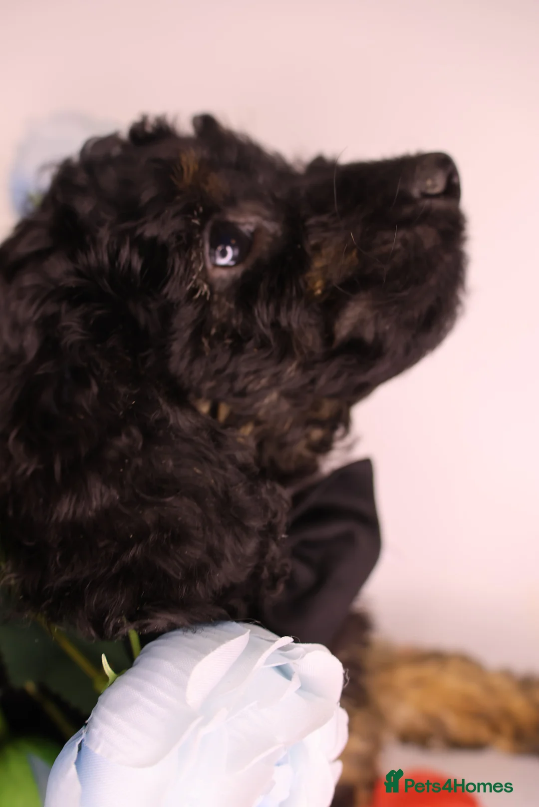 Cockapoo dogs for sale: Cute Miniature Cockapoo Babies - Advert 9