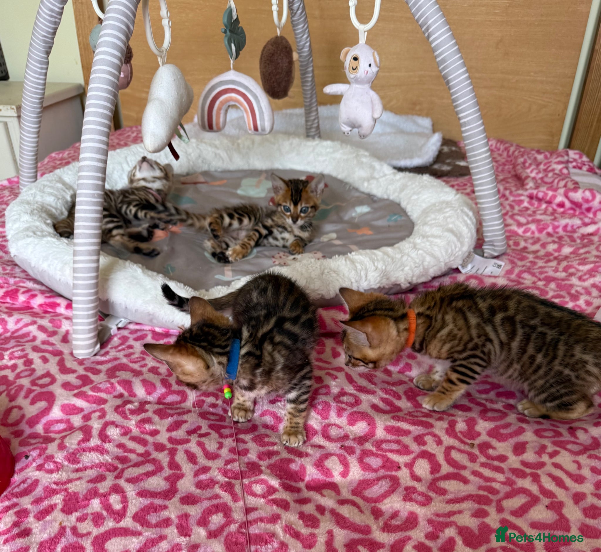Bengal cats TICA 🐾 Health Tested Bengal kittens 🐆  - Advert 1