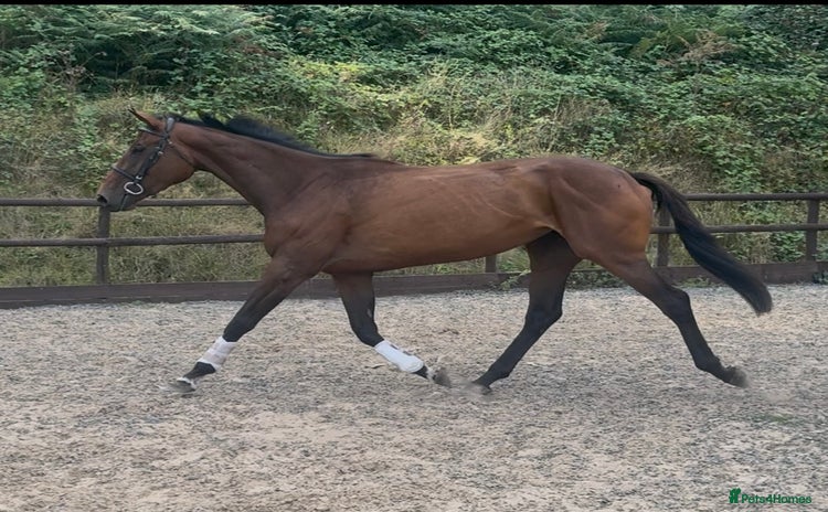 Irish Thoroughbred horses - Advert 2