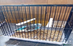 Budgerigars birds for sale: Budgies  - Image 2