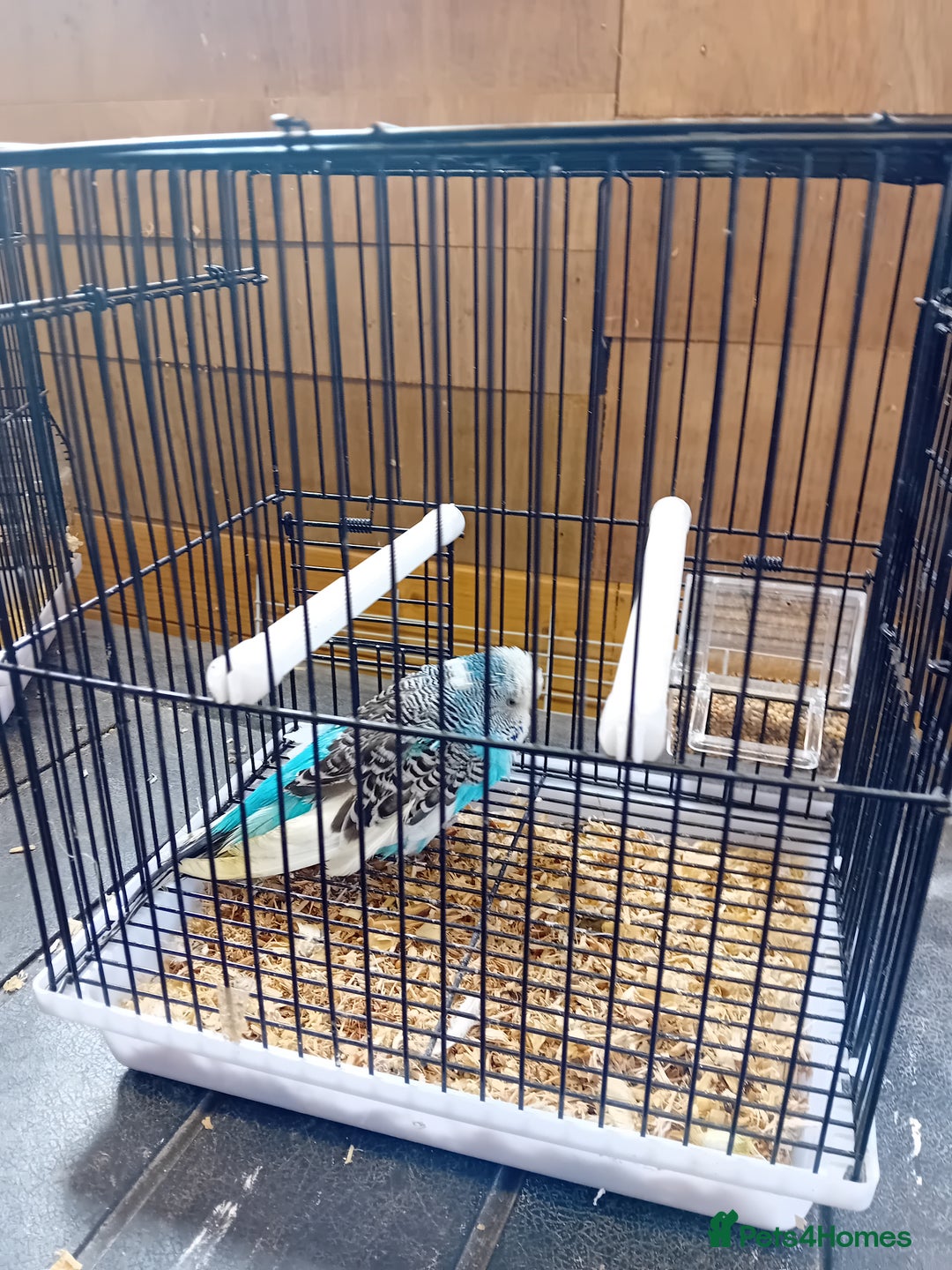 Budgerigars birds for sale: Budgies  - Image 2