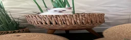 Ragdoll cats for sale: Beautiful full pedigree Ragdoll kittens Seal Blue in Hove - Advert 6