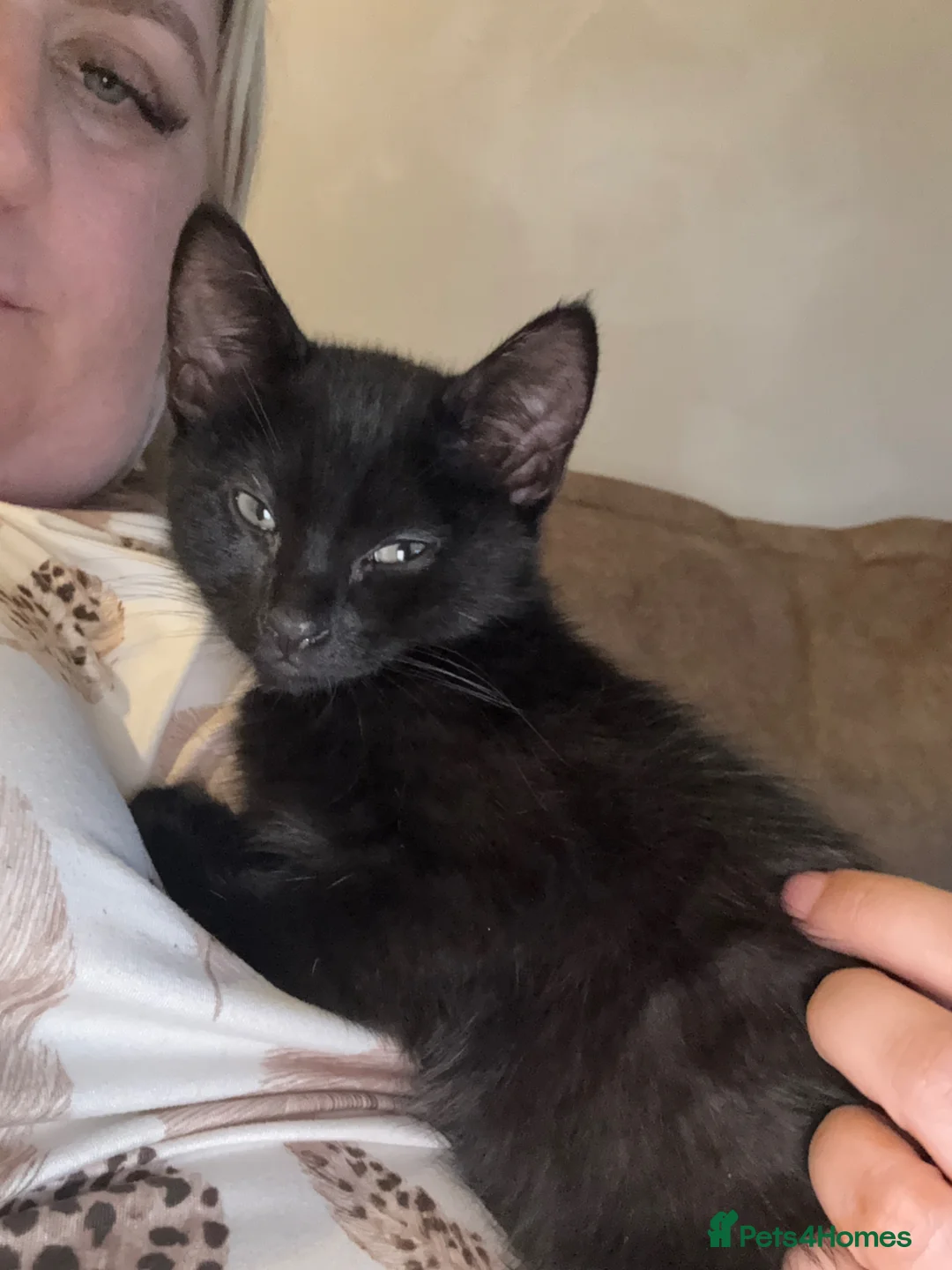 Mixed Breed cats for sale: Boy kitten  - Advert 3
