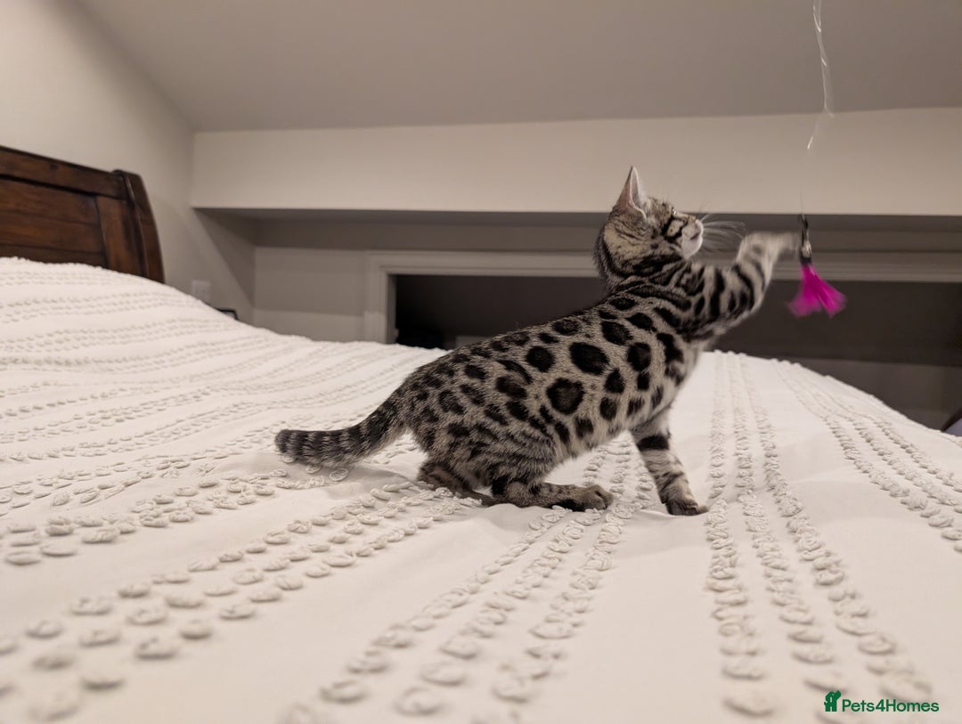 Bengal cats for sale: 🖤🤎 Gorgeous Bengal Kittens 🤎🖤 - Advert 11