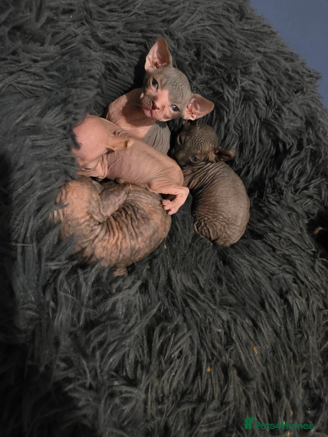 Mixed Breed cats for sale: Adorable Male Kitten – Sphynx x Devon Rex Cross - Advert 14