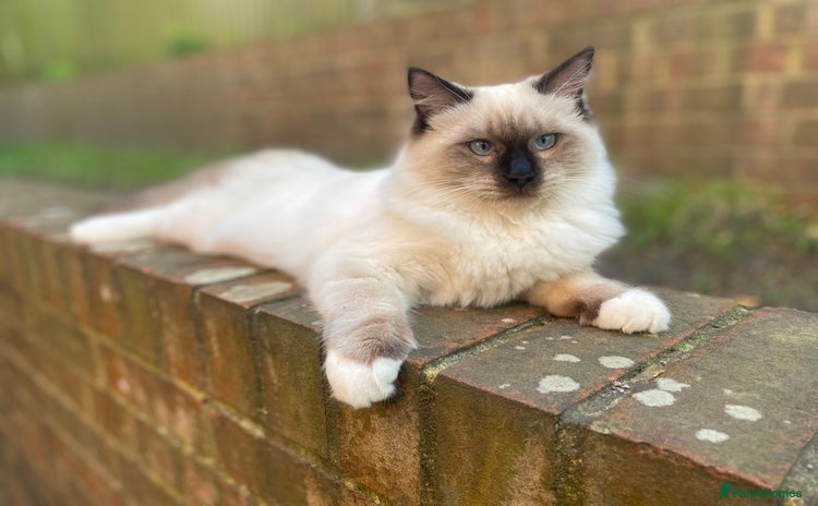 Ragdoll cats - Advert 3
