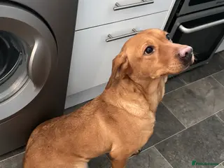 Labrador Retriever dogs Rox red Labrador - Advert 13