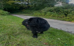 Newfoundland dogs for stud: Newfoundland stud  - Image 12