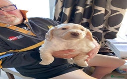 Cocker Spaniel dogs for sale: Amazing Chunky Working Cocker spaniel Puppies - Image 11